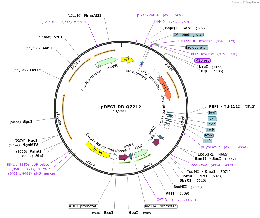 252777-plasmid-map-sequence-id-519073