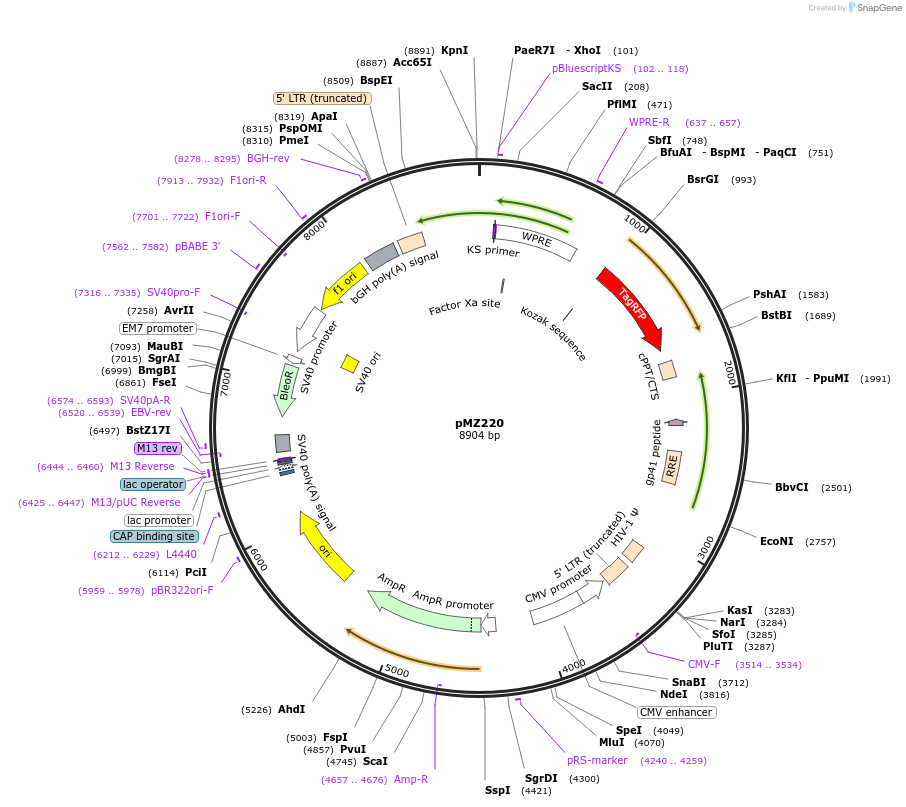 258699-plasmid-map-sequence-id-519074