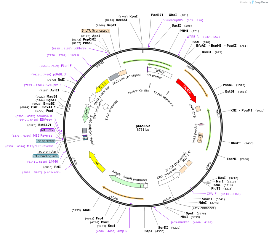 258740-plasmid-map-sequence-id-519077