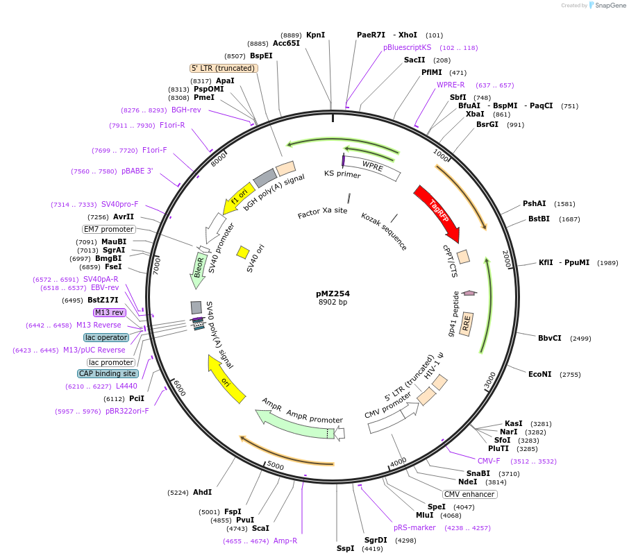 258702-plasmid-map-sequence-id-519080