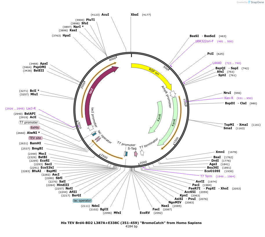 257844-plasmid-map-sequence-id-519096