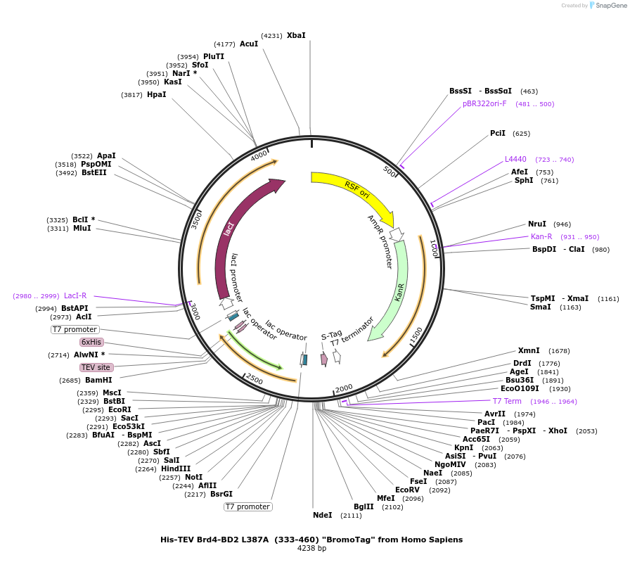 257845-plasmid-map-sequence-id-519097