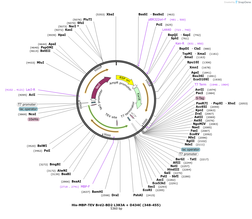 257847-plasmid-map-sequence-id-519098