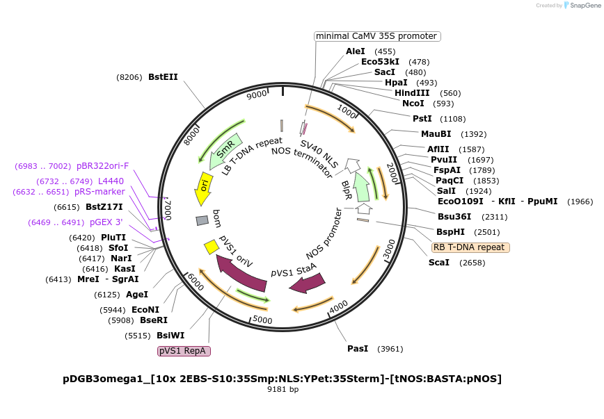 254064-plasmid-map-sequence-id-519100