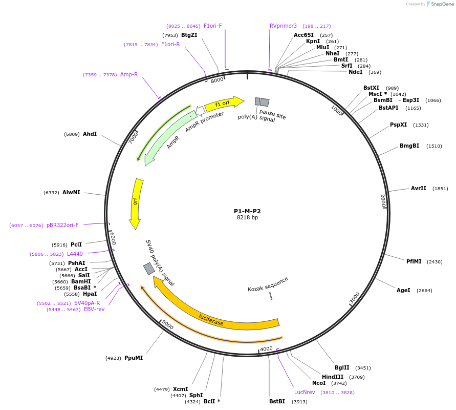87091-plasmid-map-sequence-id-519165