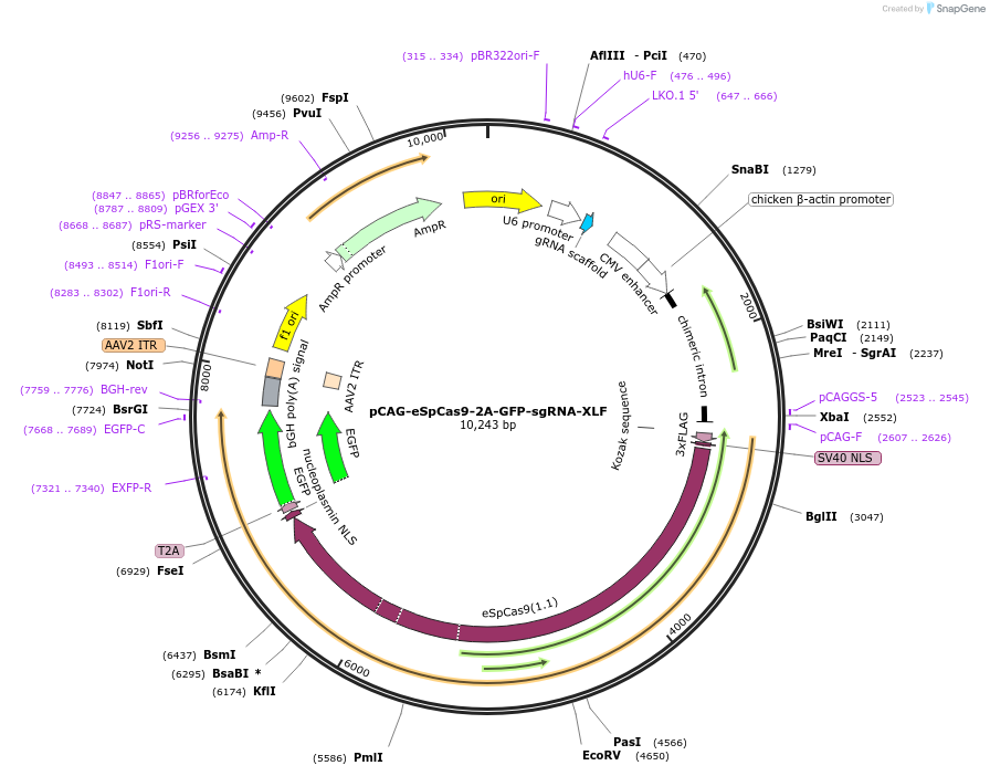 257237-plasmid-map-sequence-id-519177
