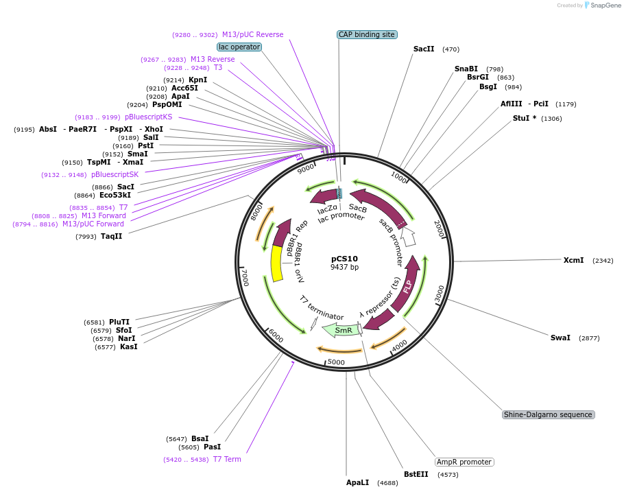 253620-plasmid-map-sequence-id-519185