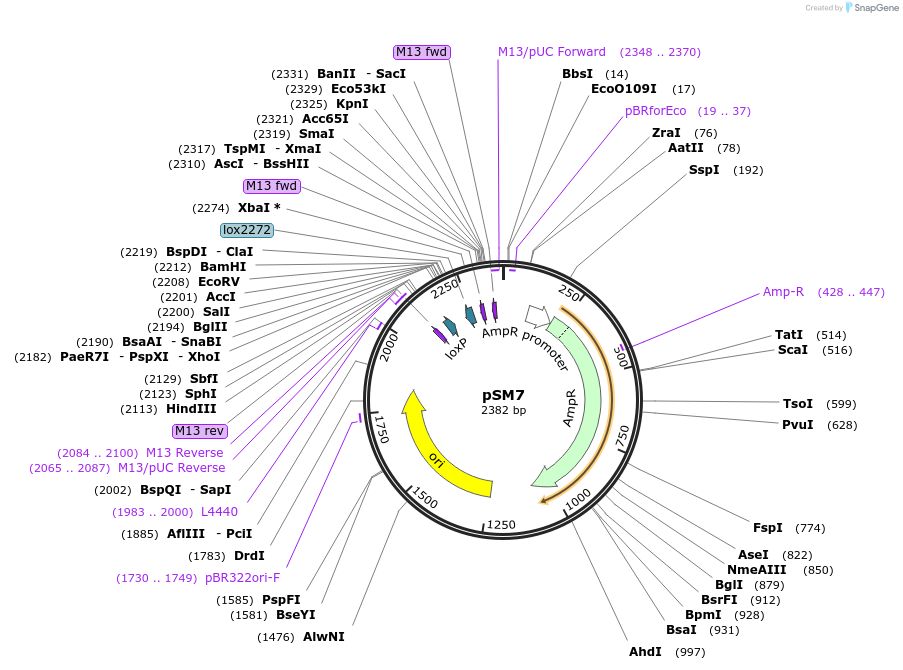 259585-plasmid-map-sequence-id-519201