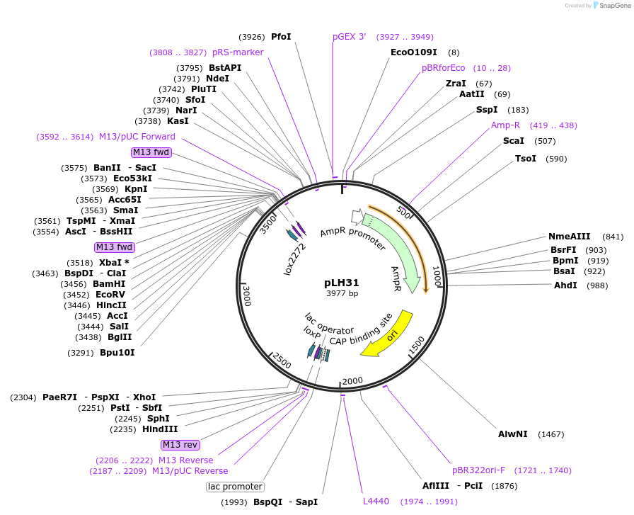 259567-plasmid-map-sequence-id-519204