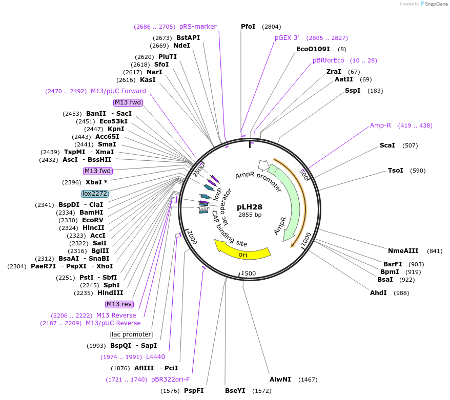 259566-plasmid-map-sequence-id-519205