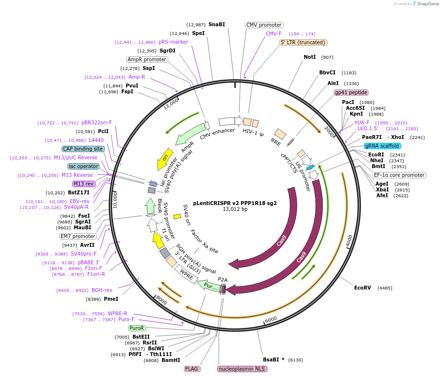 258072-plasmid-map-sequence-id-519211