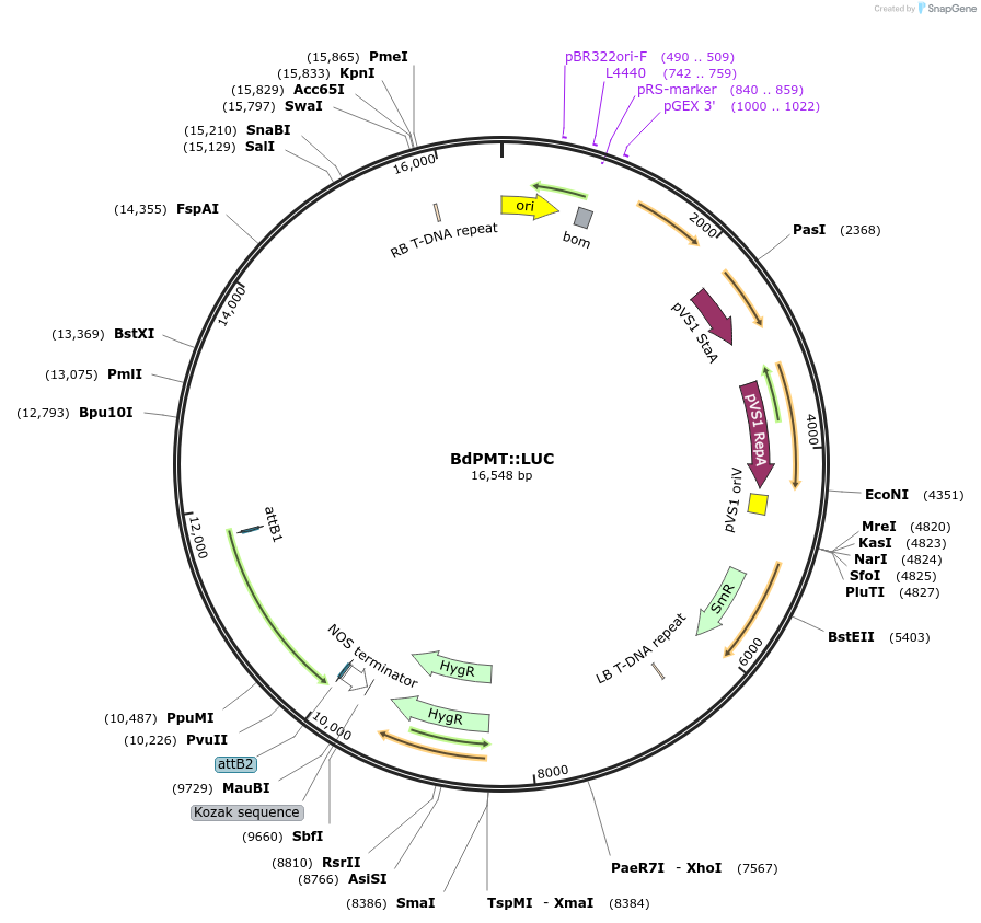 256447-plasmid-map-sequence-id-519258