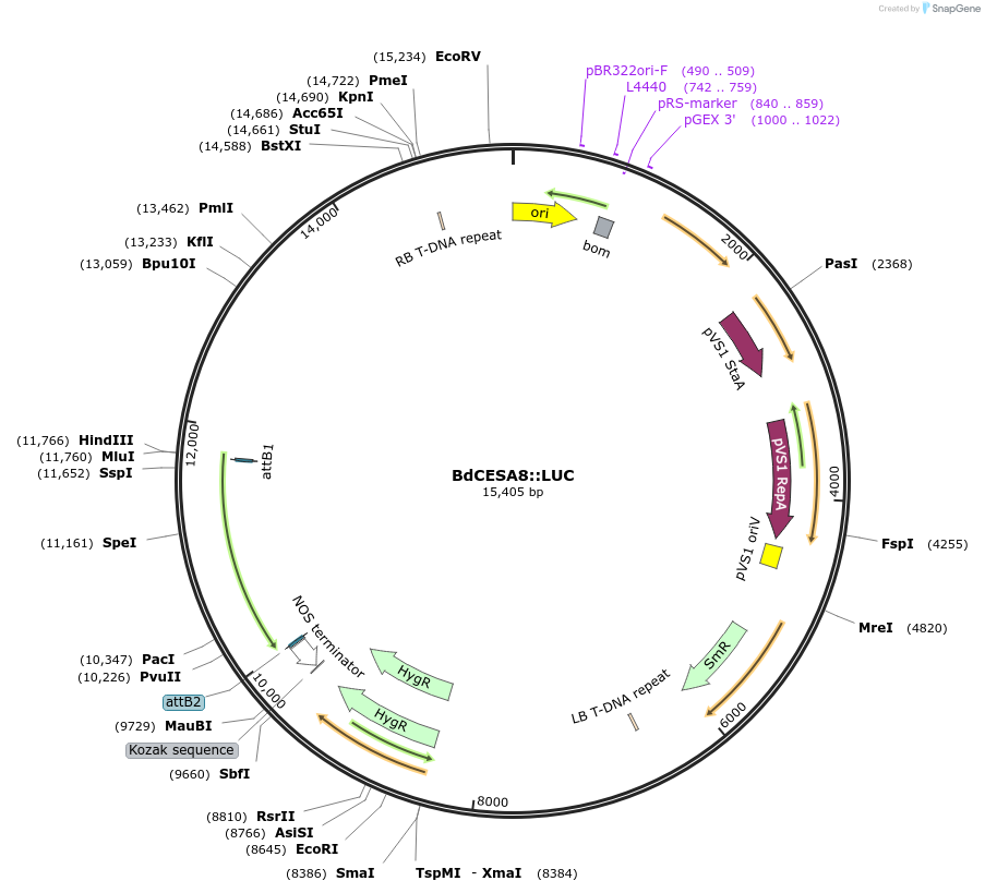 256446-plasmid-map-sequence-id-519261
