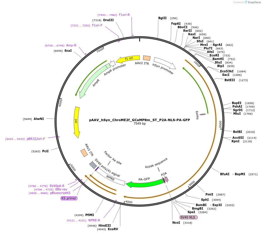 258857-plasmid-map-sequence-id-519359