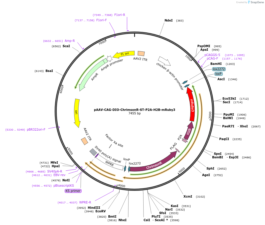 258867-plasmid-map-sequence-id-519361