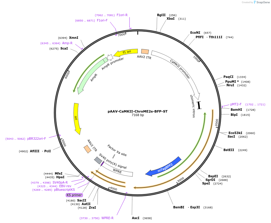 258856-plasmid-map-sequence-id-519362