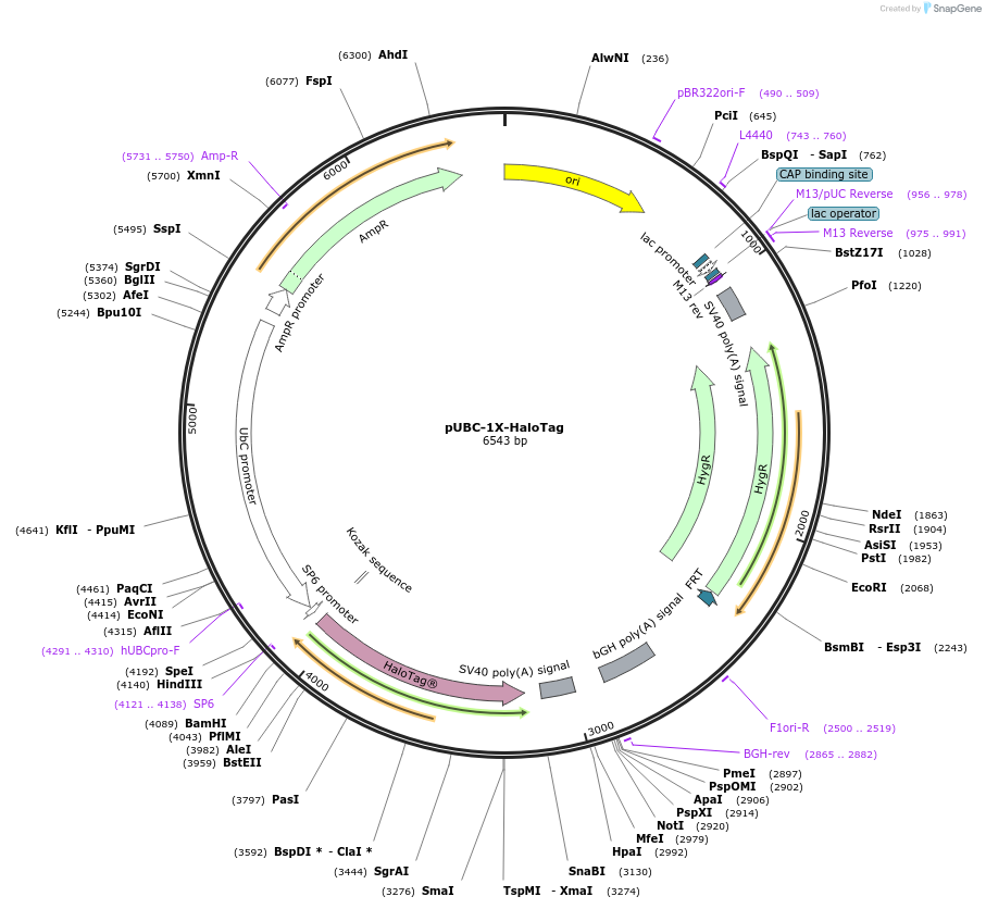 260112-plasmid-map-sequence-id-519374