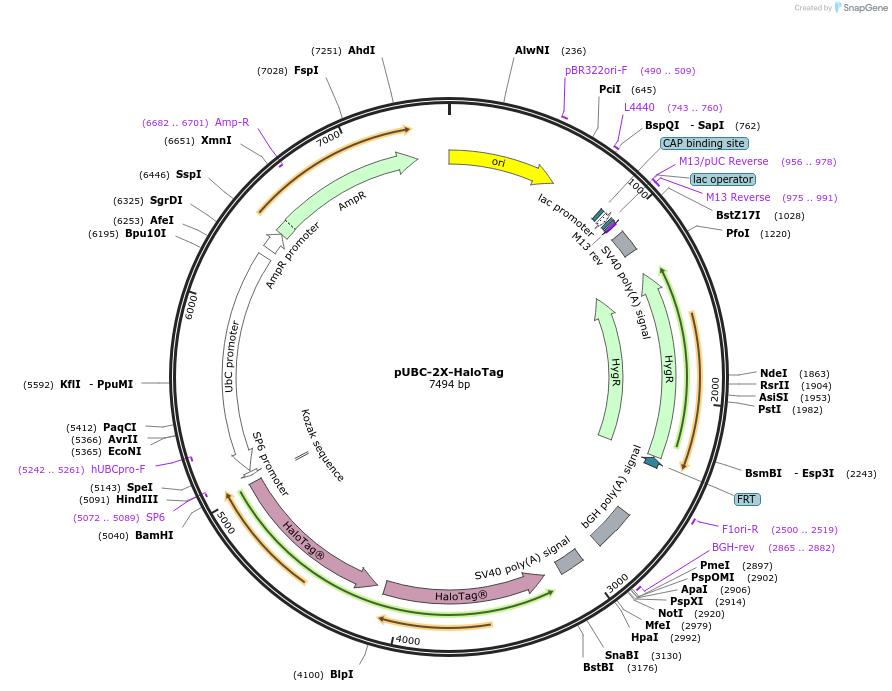 260113-plasmid-map-sequence-id-519375