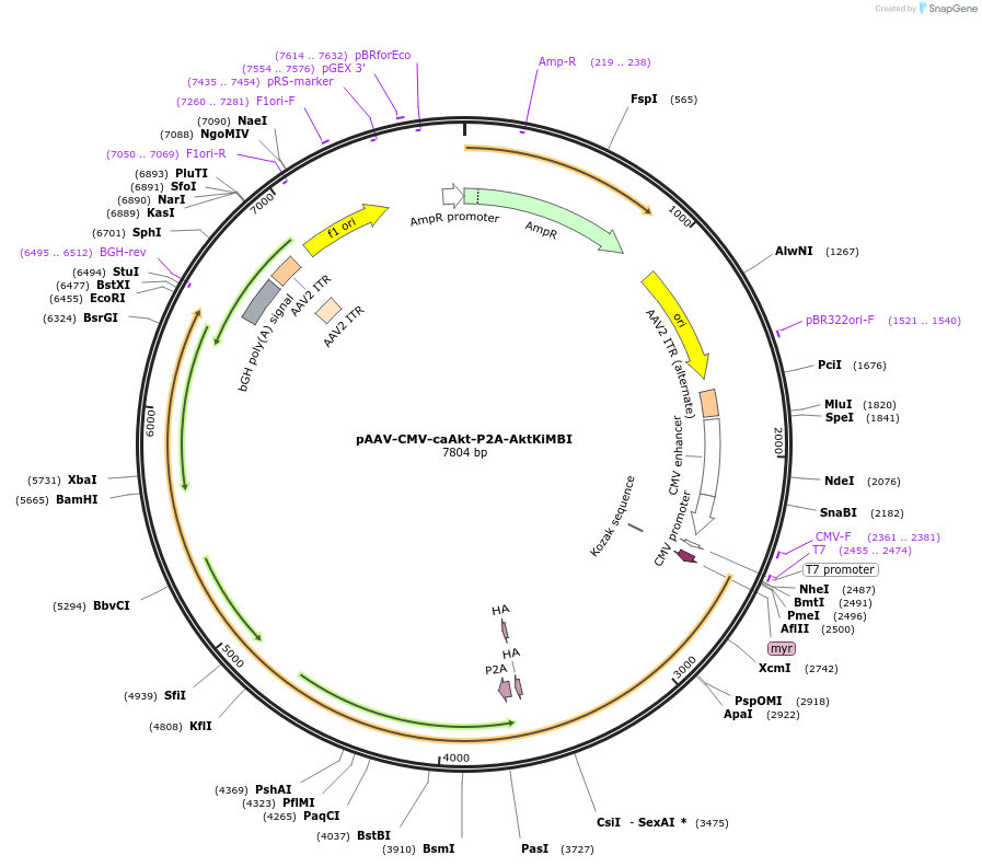 256282-plasmid-map-sequence-id-519392
