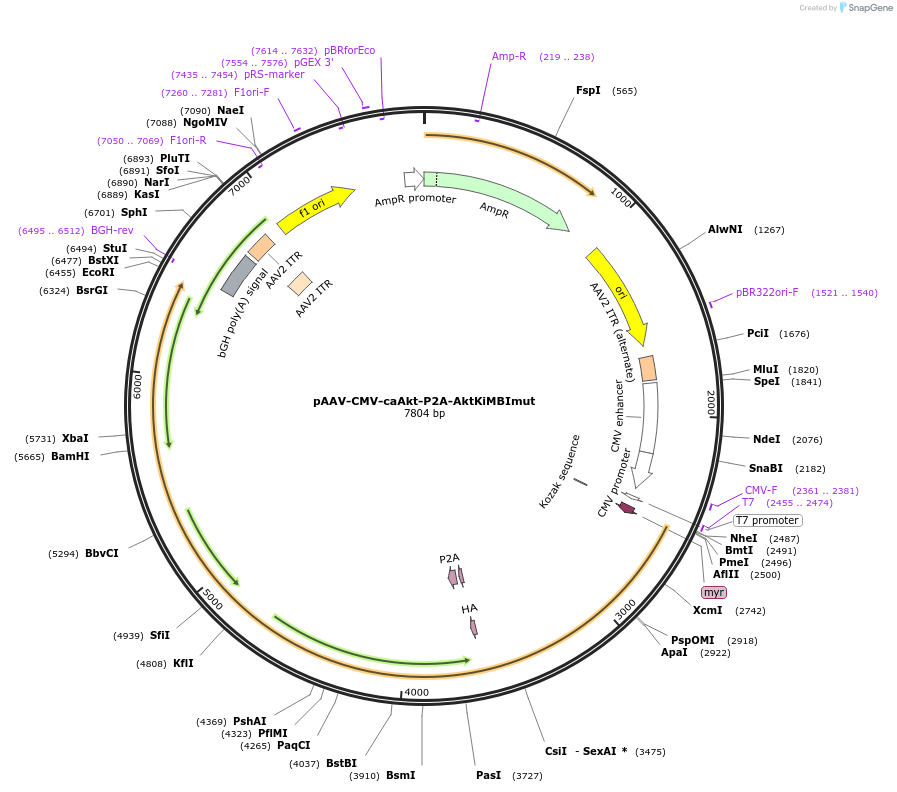 256283-plasmid-map-sequence-id-519393