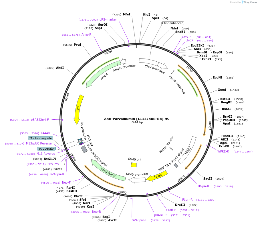 260699-plasmid-map-sequence-id-519395