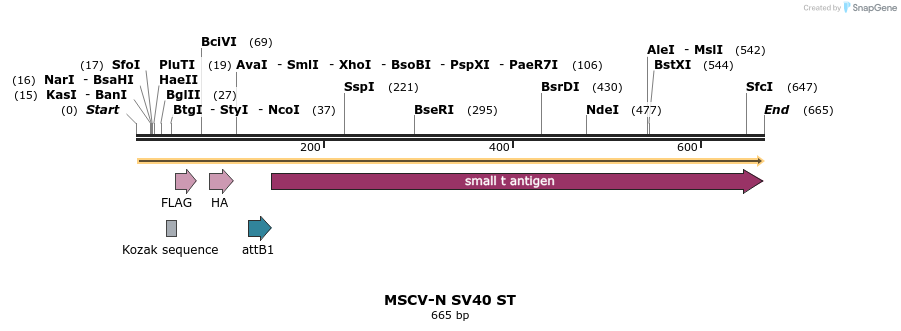 51940_map
