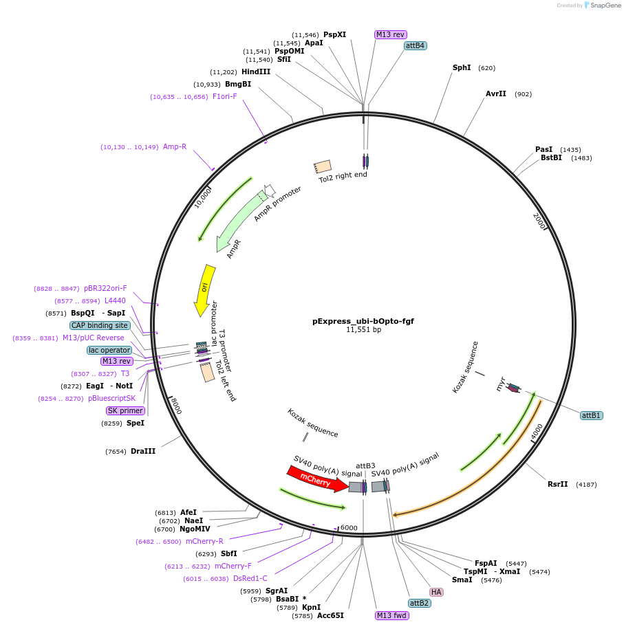 260611-plasmid-map-sequence-id-519407