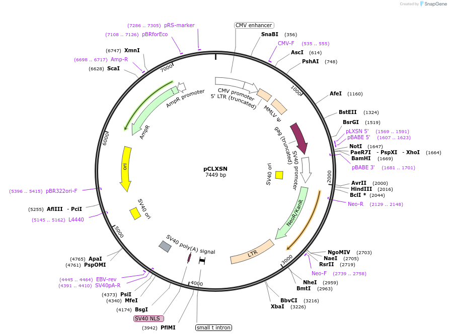 12343-plasmid-map-sequence-id-519422