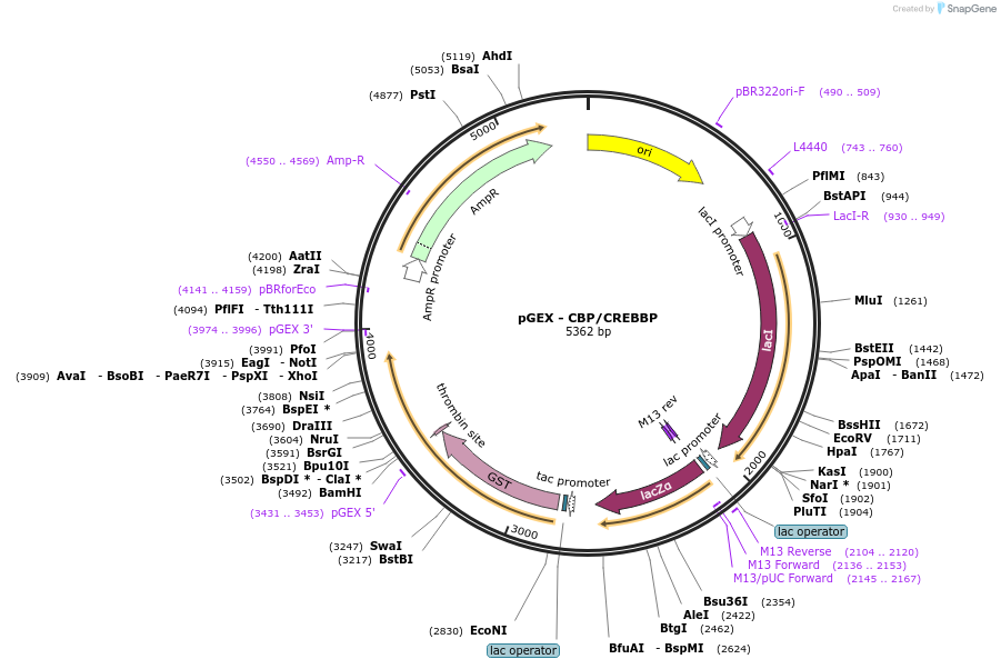 259513-plasmid-map-sequence-id-519511