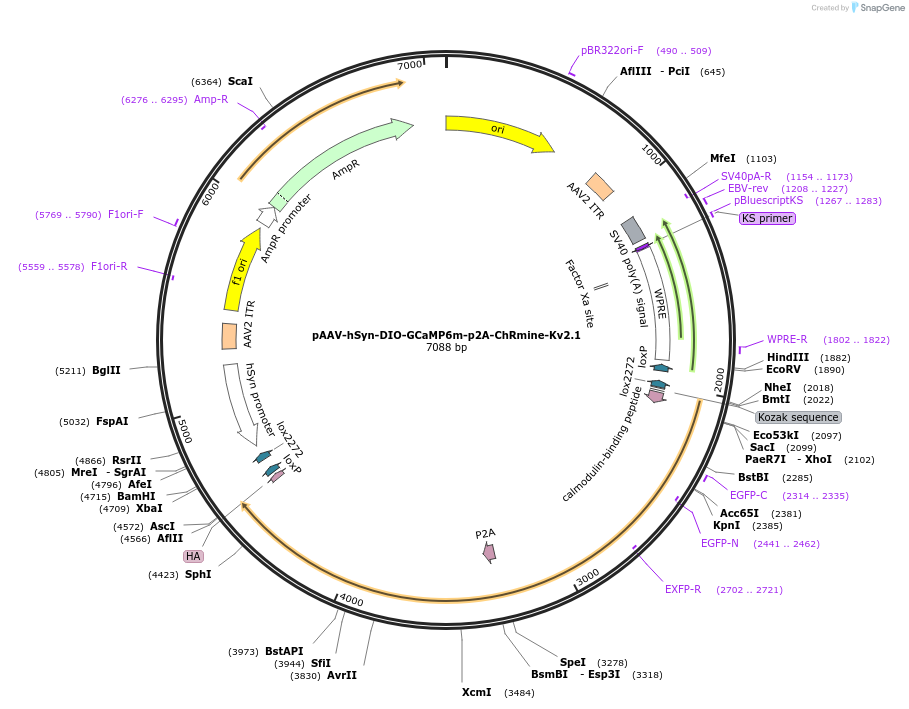 258872-plasmid-map-sequence-id-519544