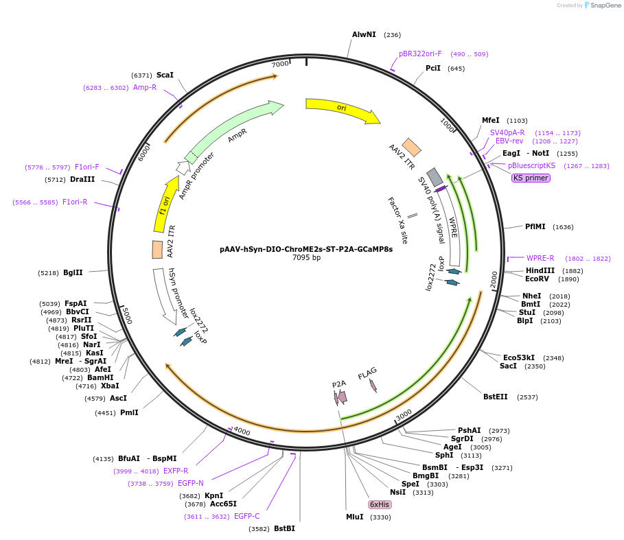 258858-plasmid-map-sequence-id-519545