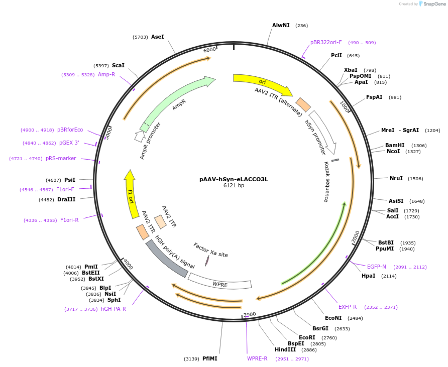 260534-plasmid-map-sequence-id-519546