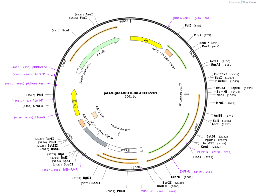 260524-plasmid-map-sequence-id-519553