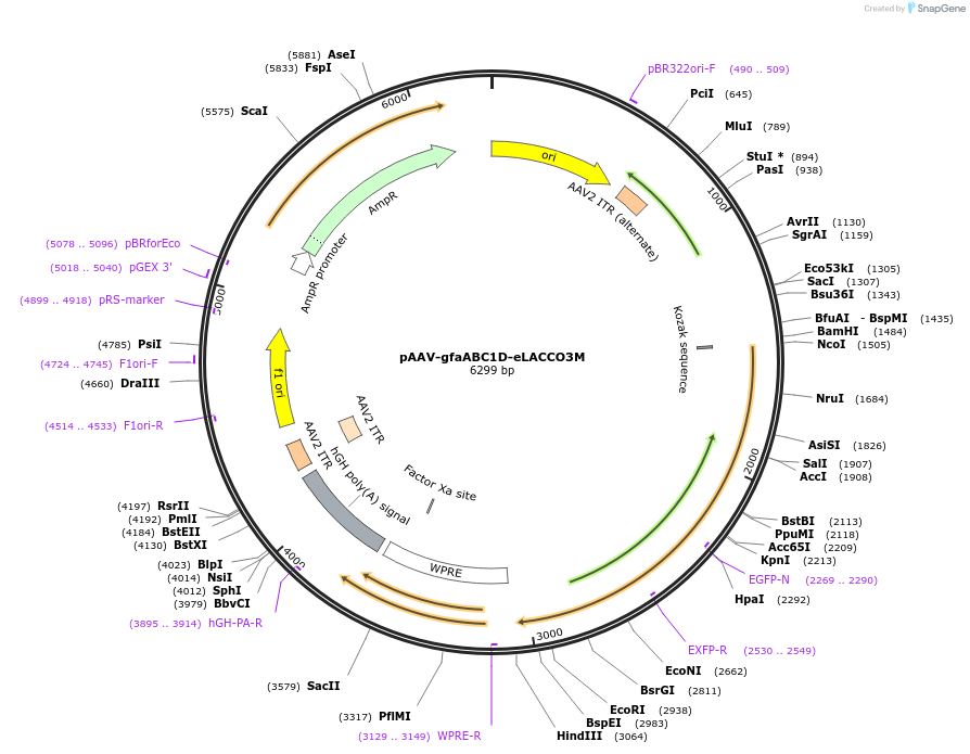 260527-plasmid-map-sequence-id-519556
