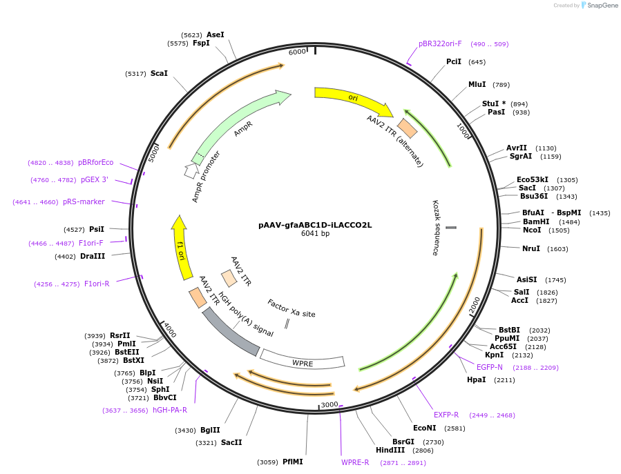 260522-plasmid-map-sequence-id-519557