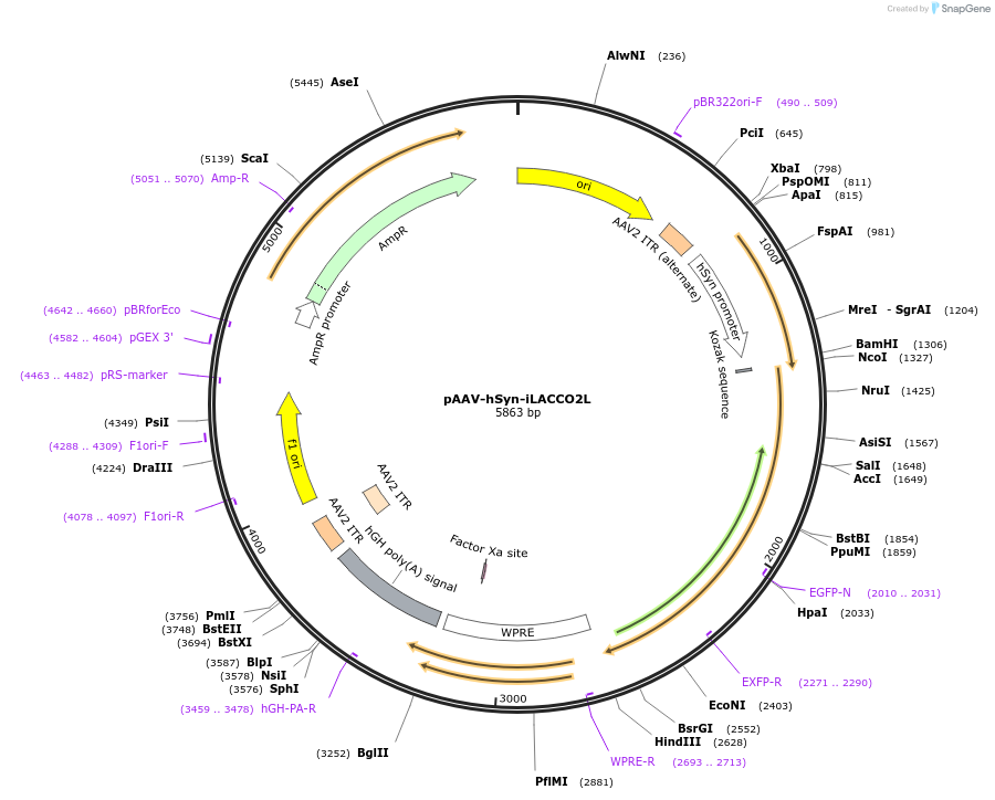 260530-plasmid-map-sequence-id-519561