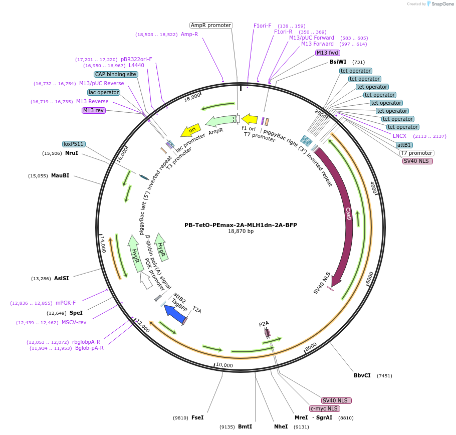 253728-plasmid-map-sequence-id-519592