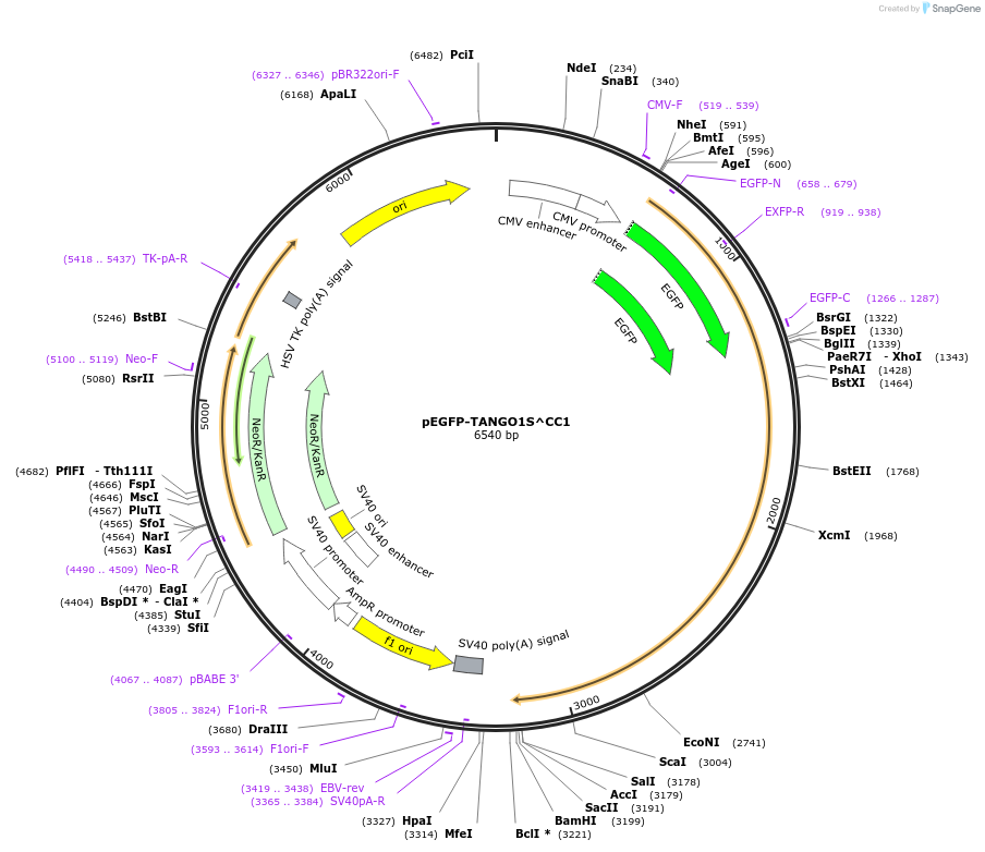 256129-plasmid-map-sequence-id-519625
