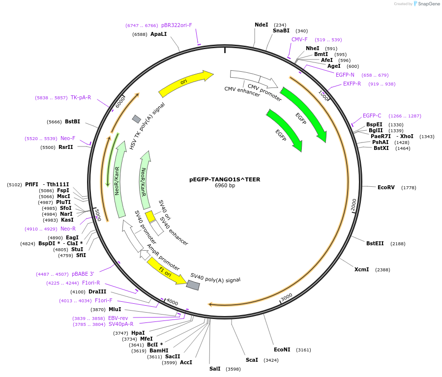 256131-plasmid-map-sequence-id-519630