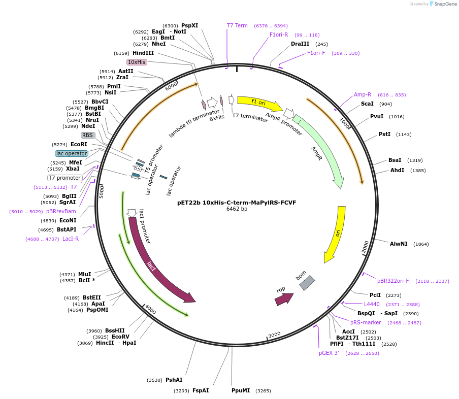 256318-plasmid-map-sequence-id-519633