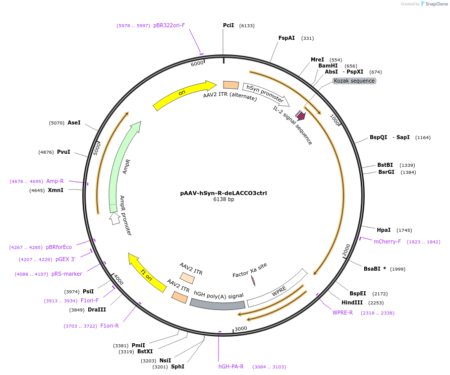 260516-plasmid-map-sequence-id-519640