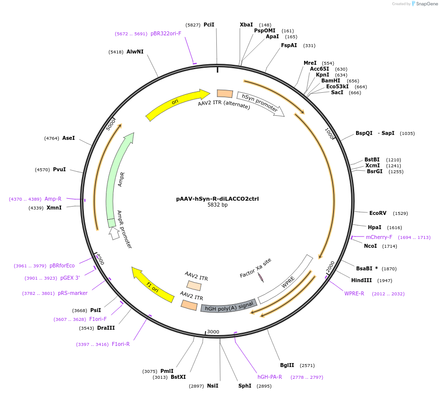 260520-plasmid-map-sequence-id-519646