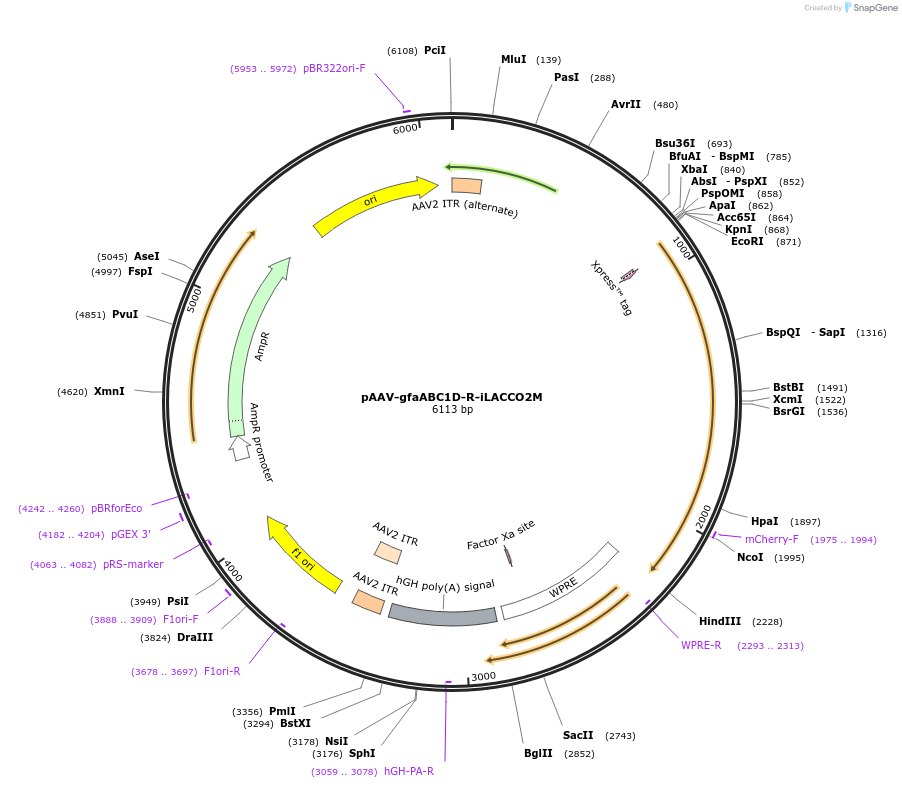 260510-plasmid-map-sequence-id-519647