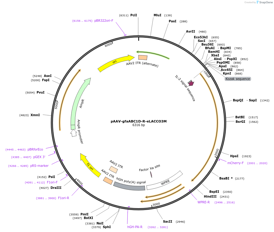 260506-plasmid-map-sequence-id-519651