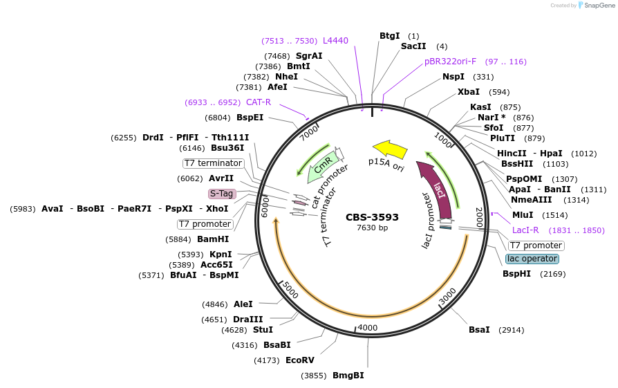 255700-plasmid-map-sequence-id-519721