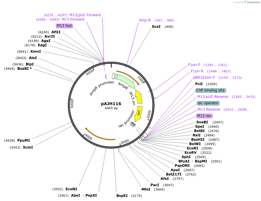 259315-plasmid-map-sequence-id-519728