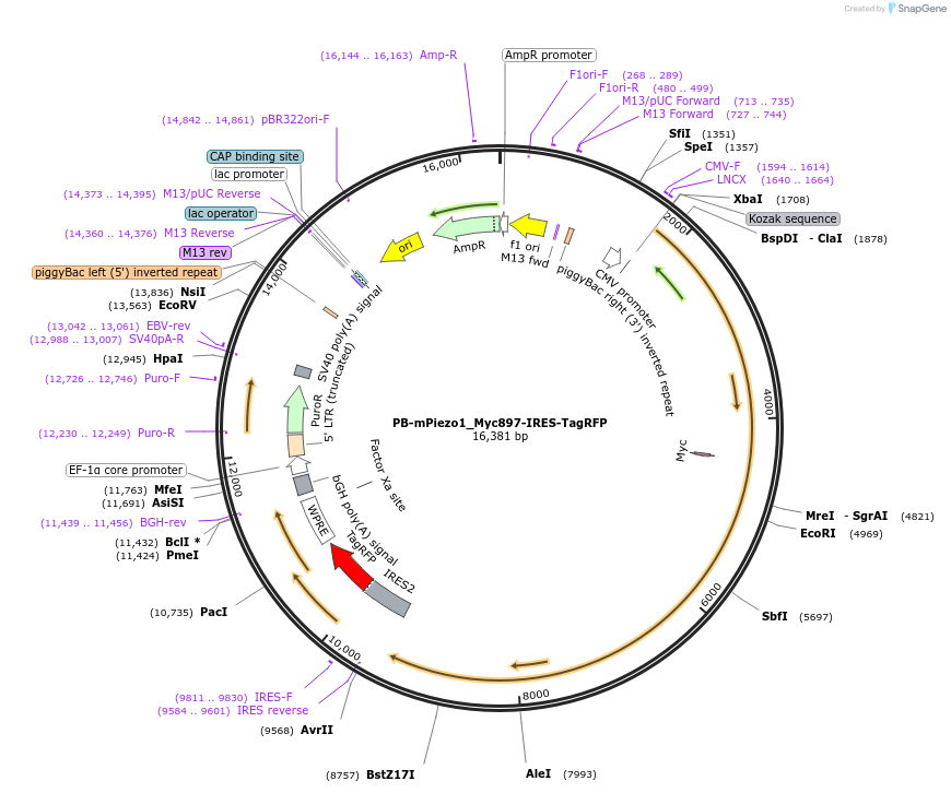 259535-plasmid-map-sequence-id-519732