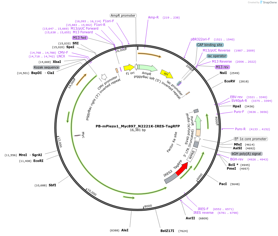 259536-plasmid-map-sequence-id-519733