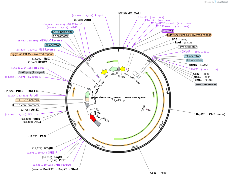 259537-plasmid-map-sequence-id-519734