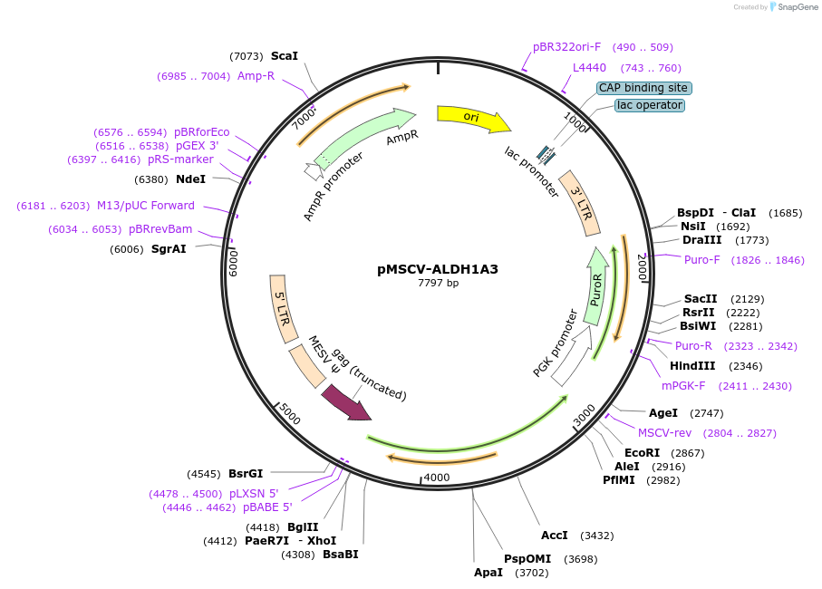 260551-plasmid-map-sequence-id-519806